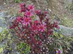Sempervivum
