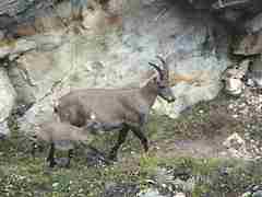 Ibex