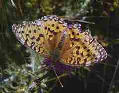 Frazzled butterfly