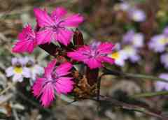 Wild carnations
