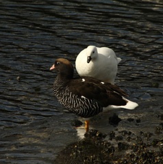 Kelp geese: female in front, male behind