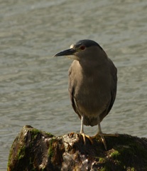 Night heron