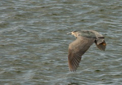 Night heron