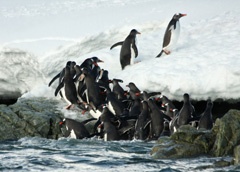 Last one out is leopard seal's breakfast