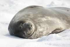 Weddell seal