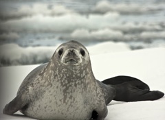 Weddell seal