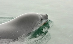 Leopard seal hungry for penguins