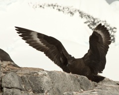 Skua