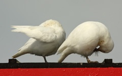 Snowy sheathbills