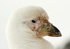 Sheathbill