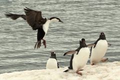 Antarctic cormorant
