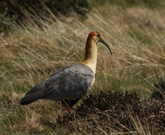 Black faced ibis