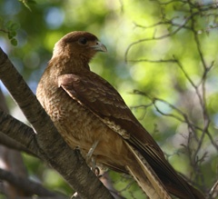 chimango caracara