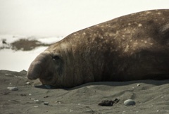 Elephant seal