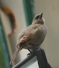 Common Diuca Finch