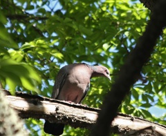 Spotted dove