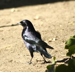 Shiny cowbird
