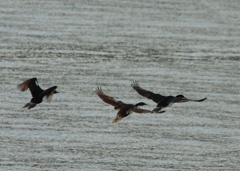 Imperial cormorants