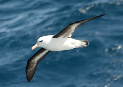 Black-browed albatross