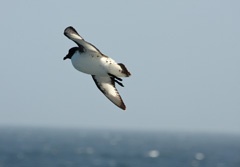 Cape petrel