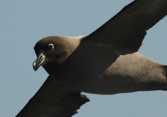 Light-mantled sooty albatross