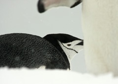 Chinstrap