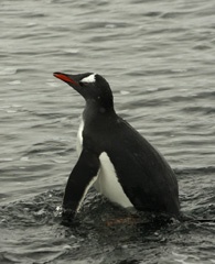 Gentoo