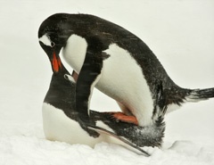 Cloacal kiss