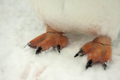 Gentoo feet