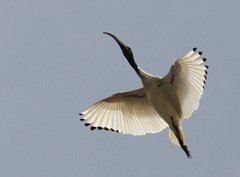 IMG_0369a