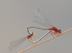 IMG_0483a