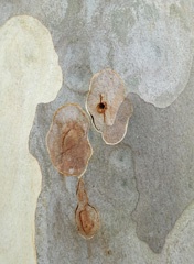 DSC00390a