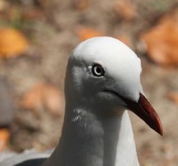 IMG_0570a