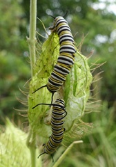 DSC00420a