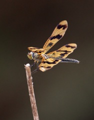 IMG_0466a