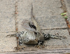 IMG_0663a