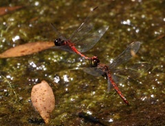 IMG_1896a