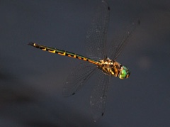 IMG_4405a
