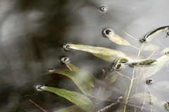 IMG_8976a
