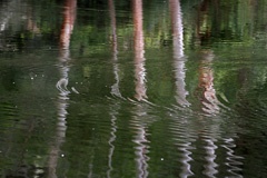 IMG_8984a
