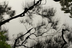 IMG_8996a