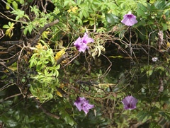 IMG_0342a