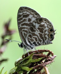 IMG_0513a