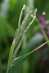 IMG_0682a