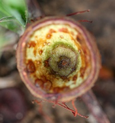 IMG_0650a