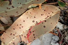 IMG_0658a