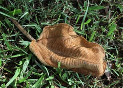 IMG_0553a