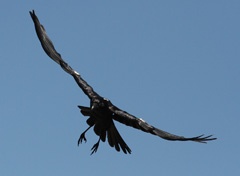 IMG_8456a