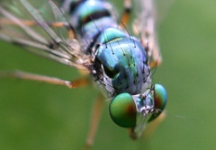 IMG_2439b