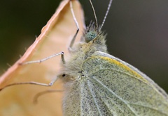 IMG_2690b